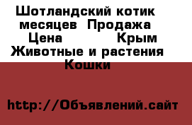 Шотландский котик. 7 месяцев. Продажа. › Цена ­ 8 000 - Крым Животные и растения » Кошки   